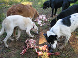 Rancho Madroño - Yummy Cow Parts for Dogs (photo by Geoff)