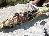 Rancho Madroño - Huitlacoche (aka Cuitlacoche) - Corn Fungus (photo by Lars)