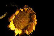 Rancho Madroño - Night - Sunflower (photo by Brian)
