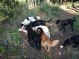 Rancho Madroño - Feeding Dogs Cow Scraps (photo by Lars)