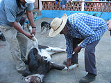 Yotatiro - Butchering Cow (photo by Geoff)