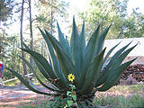 Rancho Madroño - Maguey (photo by Geoff)