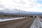 Whitehorse Ranch Road - Cows Crossing Road