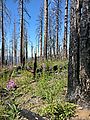 Deschutes National Forest - Oregon - Green Ridge - Flowers