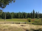 Deschutes National Forest - Oregon - Grass
