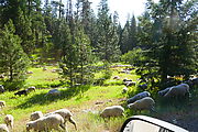Ochoco National Forest - Oregon - Campsite - Sheep