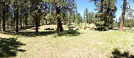 Ochoco National Forest - Oregon - Cows