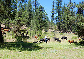 Ochoco National Forest - Oregon - Campsite - Cows - Cowboy