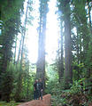 Redwood National Park Geoff Laura (October 07, 2004 6:59 PM)