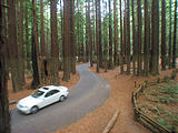 Redwood National Park Flood Line on Trees 13 Feet Up (October 08, 2004 8:57 AM)