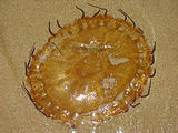 Oregon Dunes NRA - Jellyfish (October 14, 2004 6:28 PM)