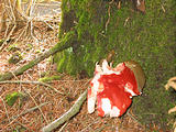 Mushroom Slug (October 19, 2004 10:54 AM)