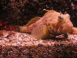Newport Oregon Coast Aquarium (October 19, 2004 11:50 AM)