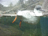 Newport Oregon Coast Aquarium (October 19, 2004 11:58 AM)