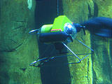 Newport Oregon Coast Aquarium Remote Control Camera Submarine in Fish Tank (October 19, 2004 2:23 PM)
