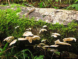 Drift Creek Falls Mushrooms (October 20, 2004 4:48 PM)