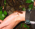 Drift Creek Falls Salamander (October 20, 2004 5:10 PM)
