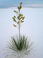 yucca surviving at the edge of the dunes (8/07 5:22 PM)