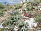 Fairview Peak, elevation about 8200 ft. - Flowers (May 28, 2006 8:57 AM)