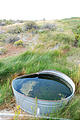 Nevada - Dry Susie Hot Springs