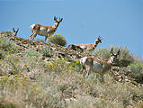 Nevada - Pole Canyon - Pronghorn Antelope