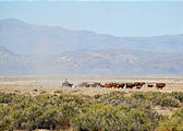 Nevada - Cowboy and cattle
