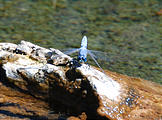 Nevada - Dyke Hot Springs - Dragonfly