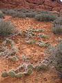 Arches National Park - Devils Garden Trail - Primitive Trail - Cryptobiotic Soil (6:25 PM Oct 8, 2005)