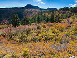 South Elk Ridge - Trees - Fall Colors - Oak