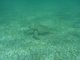 Yucatan - Akumal Bay - Snorkeling - Turtle