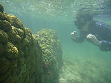 Yucatan - Akumal - Yal Ku Lagoon - Snorkeling - Laura