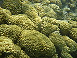 Yucatan - Akumal - Yal Ku Lagoon - Snorkeling