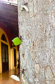 Izamal - Hacienda Hotel Santo Domingo - Ant Trail (Photo by Laura)