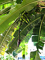 Mérida - Espacios Mayas - Restaurant - Banana Tree (Photo by Laura)