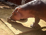Mérida - Zoo - Hippo (Photo by Laura)