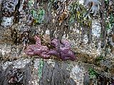 Kayaking - Purple Starfish