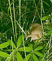 Kayaking - Hike - Banana Slug