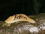 Kayaking - Hike - Banana Slug