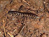 Kayaking - Hike - Millipede