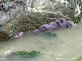 Kayaking - Purple Starfish