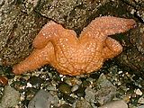 Kayaking - Red Starfish