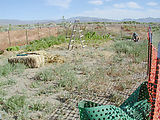DPW Work Ranch - Garden - Pre Weeding - Xan