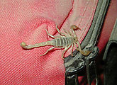DPW Work Ranch - Scorpion