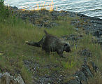 Porcupine