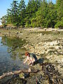 Laura - Tidepooling