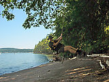Rope Swing - Laura