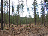 Logging