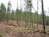 Logging