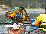 Seaweed With Spore Patches