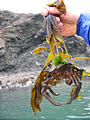 Kelp Crab With Seaweed Growing - on Back